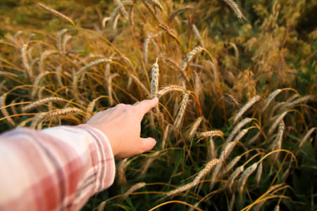 close-up of a farmer woman hand touching a wheat plant in a field. hand touching a wheat plant to...