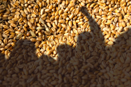 Poland farmer protest 2026 wheat grain. tractor blockade Poland grain imports protest. wheat price crisis Poland farmers 2026.の写真素材