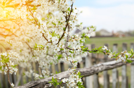 Spring Blossom by the Fence. Hello spring background. A close-up shot of a fruit tree branch covered in delicate white blossoms and fresh green leaves. Spring card.の写真素材
