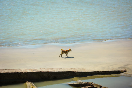 A dog is running very independently and searching for foods in the sea beach. Seems like all things are closed in the world and he is alone roaming.の写真素材