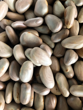 Jack-fruit seeds collected and cleaned for preserving and making foods.の写真素材