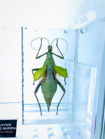 Kuala Lumpur, Malaysia- 8th February 2019:  Malayan wood nymph encapsulation is displayed in Aquaria KLCC, Kuala lumpur.のeditorial素材