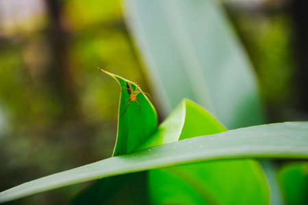 A little spider on a green leaf with a blur Background.の写真素材