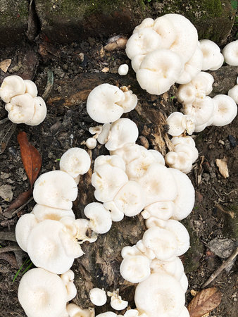 A bunch of white Mushrooms in a dead wooden trunk.の写真素材