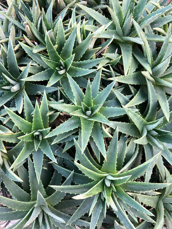 A natural agave pattern backgroundの写真素材