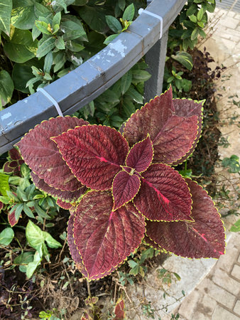 Coleus herbs leaves for decoration purposeの写真素材
