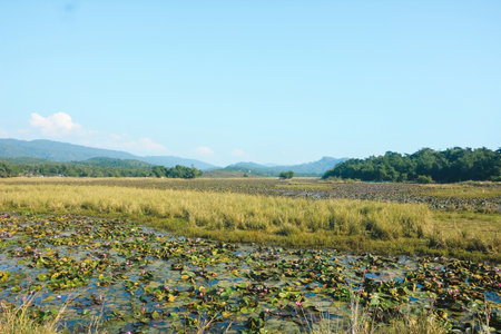 Jointa hills in India bangladesh border along with wetlandの写真素材