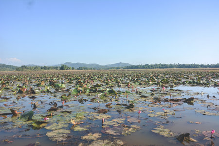 Dibir haor or sapla bill at Jointa Hills in the Bangladesh-India border at Jointapur in Sylhet.の写真素材
