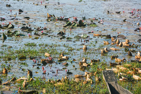 Jointa hills in India bangladesh border along with wetland. ducks bathing in waterの写真素材