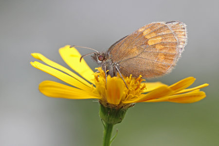 The yellow-spotted ringlet (Erebia manto) on a yellow Flower.