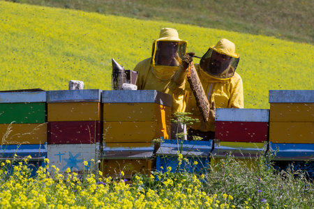 Apiarists working in apiary in the summertimeのeditorial素材
