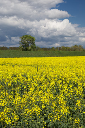Oilseed Rape Field brassica napus canola with blue Skyの写真素材