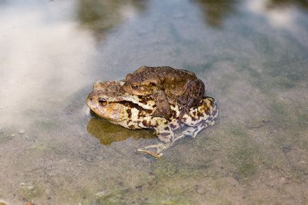 Mating of Common Toads (Bufo bufo) in puddleの写真素材