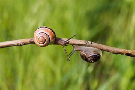 Two Snails crowling towards with green Grass Backgroundの写真素材