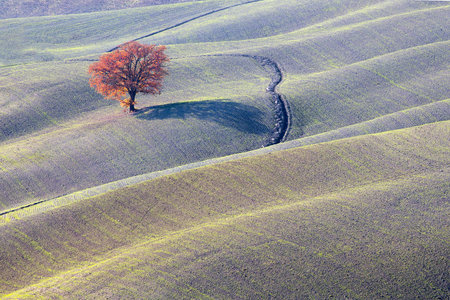 Oak Tree in autumn colors on Tuscany fieldの写真素材