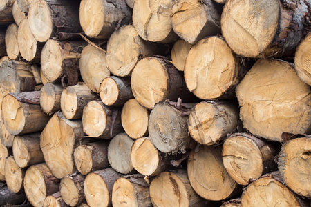 Logs of wood in a stack - Wood texture backgroundの写真素材