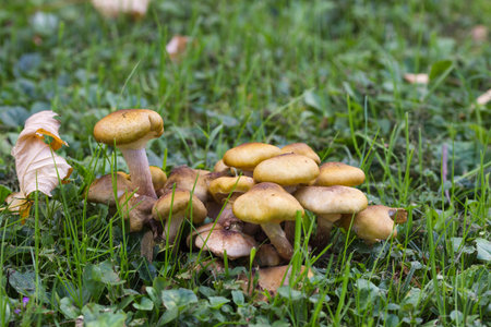 Nameko Mushroom (Kuehneromyces mutabilis) on the Forest groundの写真素材