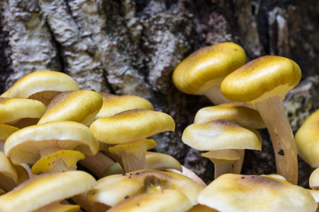 Wood Fungus - Nameko Mushroom (Kuehneromyces mutabilis) on Tree Trunkの写真素材