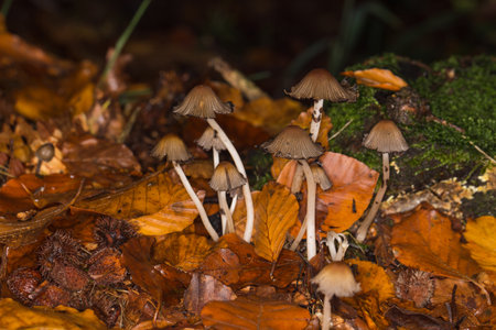 Small Forest Fungus on the Forest ground in Autumnの写真素材