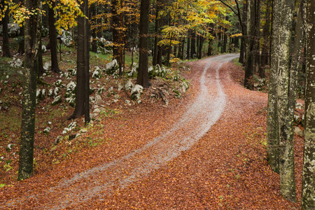 Forest Road in autumn colors with falling foliage.の写真素材