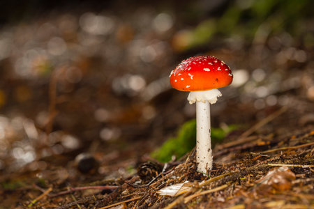 Amanita Muscaria (Fly Agaric) on the Forest groundの写真素材