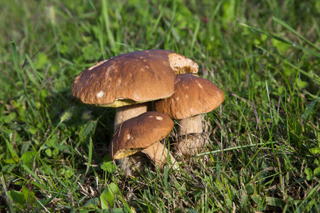 Boletus mushrooms on green grass in forestの写真素材