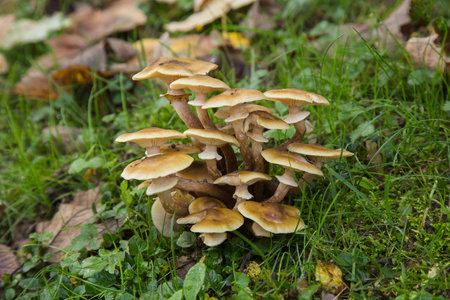 Wood Fungus, Nameko Mushroom, Kuehneromyces mutabilis on the groundの写真素材