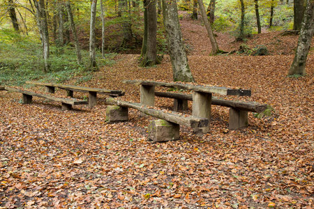 Picnic place in Forest - Autumn corours backgroundの写真素材