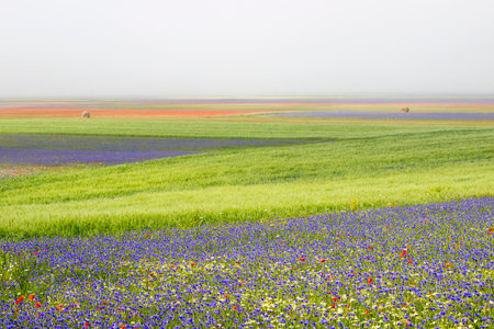 Flower and wheat field with straw bale in morning fogの写真素材