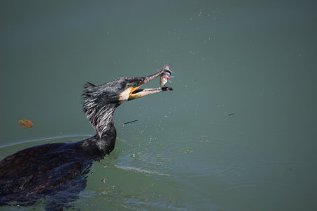 Bird Catch - Cormorant with Fishの写真素材