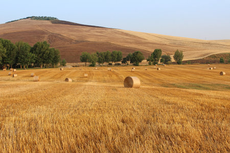Stubble Field full of Hay Balesの写真素材