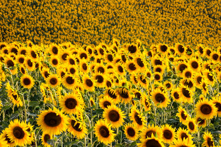 Sunflowers Field - Landscapeの写真素材