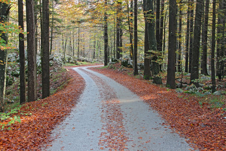 Country road in Autumn colorsの写真素材