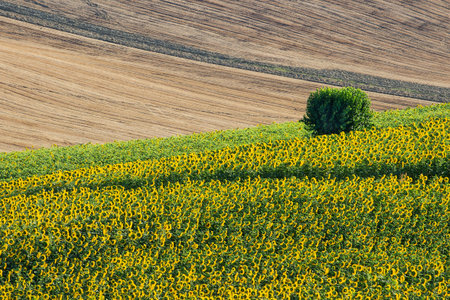 Sunflowers and harvest Wheat Field and a Bushの写真素材