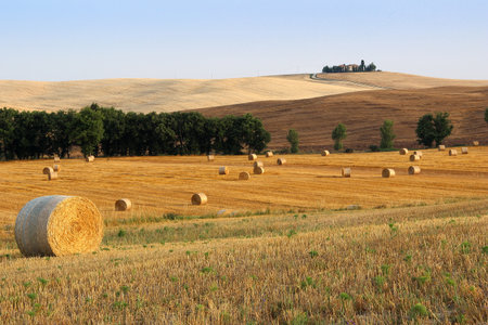 Harvested Field full of Hay Balesの写真素材