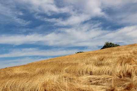 Wheat field with blue Sky and Clouds - Landscape Backgroundの写真素材