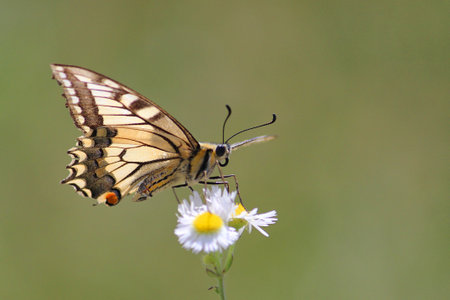 Papilio machaon - Swallowtail on white Flower with blur Backroundの写真素材
