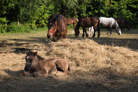 Foal and adult horses on pastureの写真素材