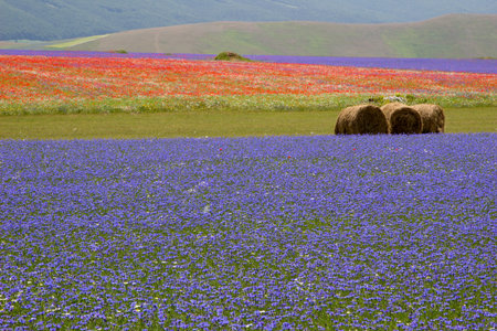 Flower and Wheat field with Straw Bale - Landscapeの写真素材