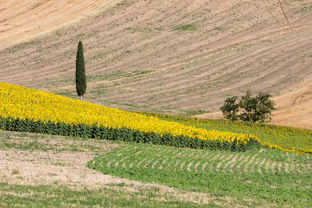 Landscape - Sunflowers and Wheat Field with Cypress Treeの写真素材