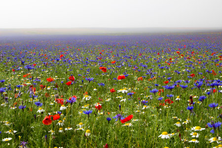 Flower field with Fog - Landscapeの写真素材