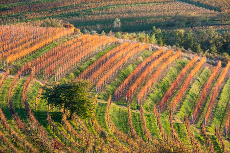 Vineyard with Cherry tree - Landscape in autumnの写真素材