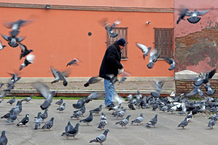 Man is feeding a flock of pigeons.のeditorial素材