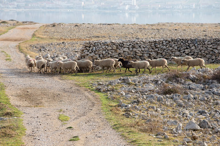 Flock Of Sheep on desert pasture on island Pag, Croatia, going away, long-tailed sheep, paski sir, Pag cheese, sheep cheese, agriculture, bio food, eco farmsの写真素材