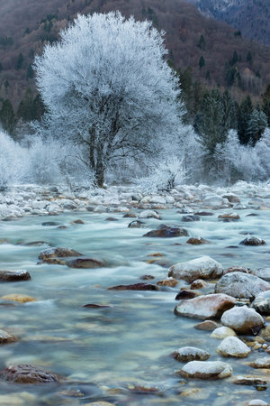 Turquoise River Soca with frozen trees - winter water Landscapeの写真素材