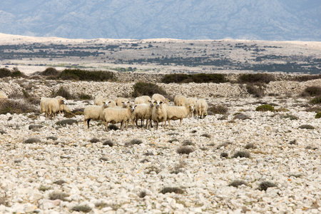 Flock Of Sheep on pasture - long-tailed sheep, island Pag, Croatiaの写真素材