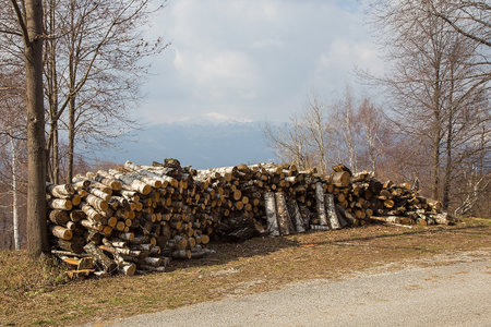 Stacked Firewood by the Forest Road - Piles of wood - firewoodの写真素材
