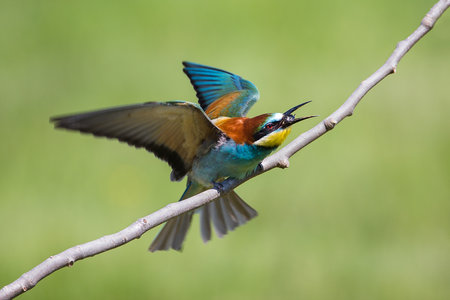 Bee-eater (Merops apiaster) with Insect - Fly, Beautiful Tropical Bird, Isola della Cona,...