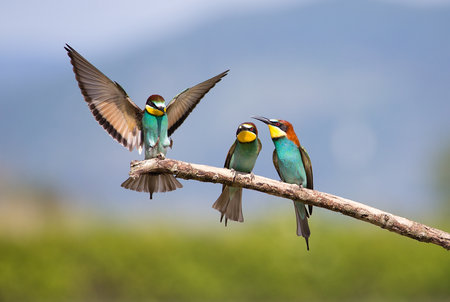 Bee-eater (Merops apiaster) - Bird Male fight for Femaleの写真素材