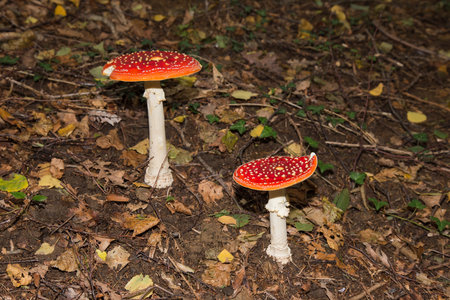 Amanita muscaria (Fly Agaric or Fly Amanita) mushrooms in forest